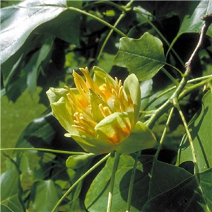 Liriodendron Tulipifera